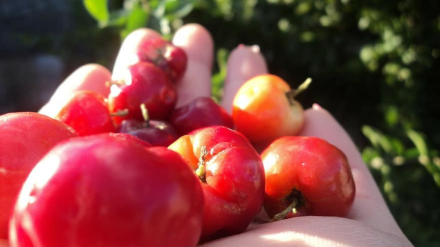 Acerola – doskonała na przeziębienie 